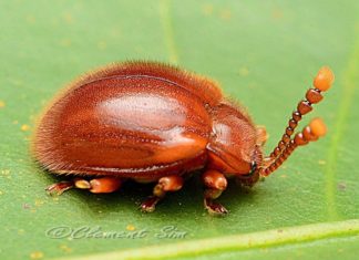 Orange Beetle