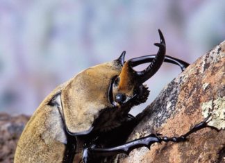 Elephant Beetle