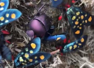 Window winged moths and dungbeetles