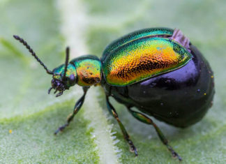 Green Dock Beetle