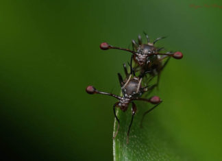 Hammerhead Fly by Roger New