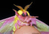 Rosy Maple Moth w.Krupsaw