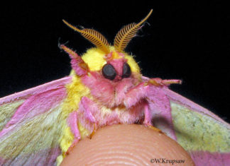 Rosy Maple Moth w.Krupsaw