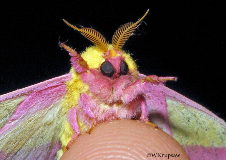 Rosy Maple Moth Says “Hi” - Ento Nation