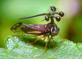 Ball Bearing Tree Hopper