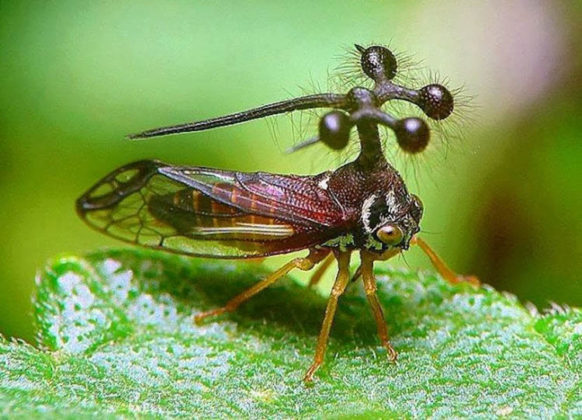 15-weirdest-insects-on-earth-ento-nation