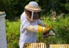 Beekeeping UK