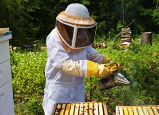 Beekeeping UK