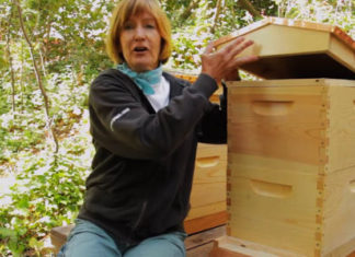 Beginning Beekeeping