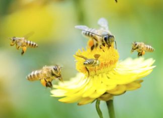 bees pollinating