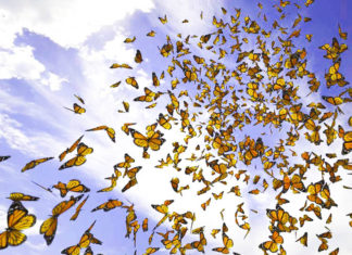 Butterfly Swarm