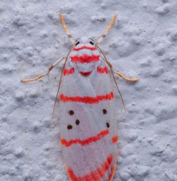 Cyana Moth