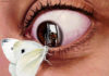 eyeball moth