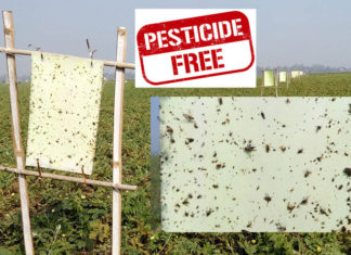 Pesticide Free Farming