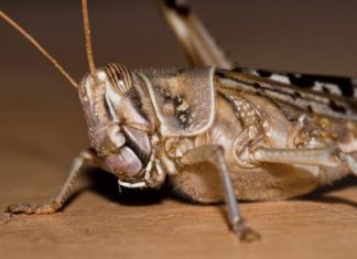 Locust