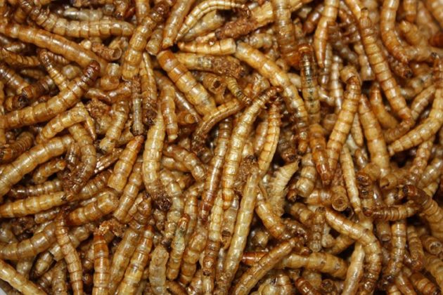 How to Breed Mealworms - Ento Nation