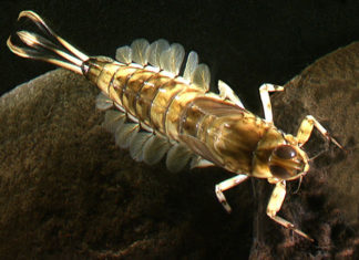 Mayfly from new Zealand