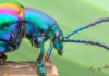 Beetle Beauty