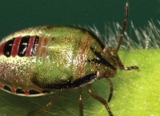 Red Banded Stinkbug