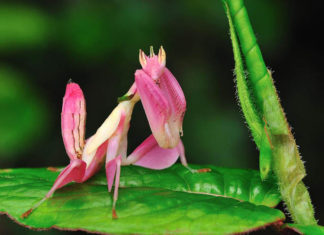 Orchid Mantis