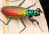 Iridescent Bark Mantis