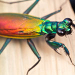 Iridescent Bark Mantis