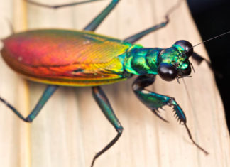 Iridescent Bark Mantis