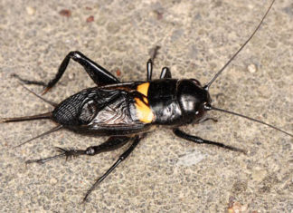 Two-Spotted cricket