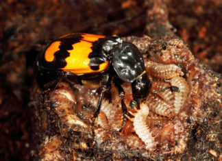 Burying Beetle