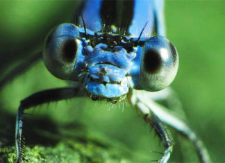 Damselfly