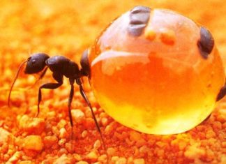 Honeypot ant