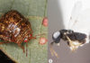 Kudzu Bug and enemy wasp