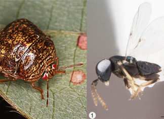 Kudzu Bug and enemy wasp