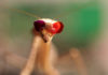 Mantis with 3-D Glasses