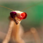 Mantis with 3-D Glasses