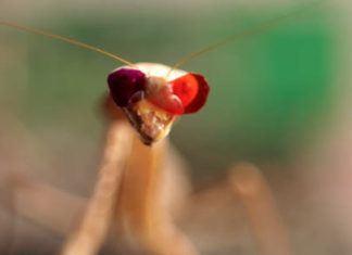 Mantis with 3-D Glasses