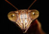 Mantis face