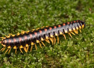 Millipede