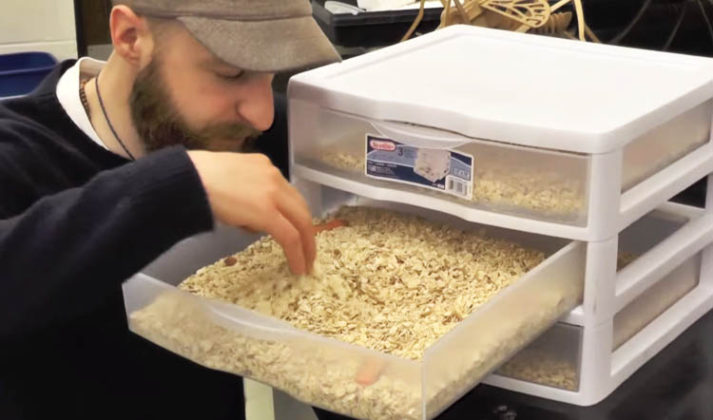 Crash Course: Raising Mealworms for Food - Ento Nation