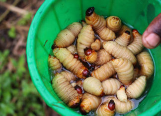 Palm Weevil Larvae