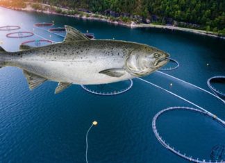 Salmon Farm