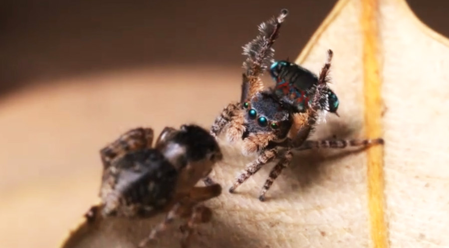 Video Mating Dance Of Cute Peacock Spider Ento Nation