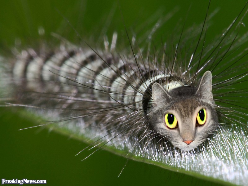 Video: Caterpillar That Looks Like a Cat - Ento Nation