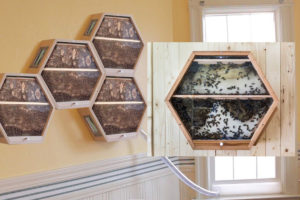 Video: Beecosystem Beehive In Your Living Room - Ento Nation