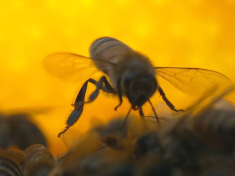 Video: The Real Life of Bees - Ento Nation