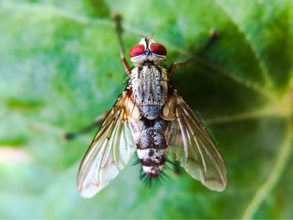 Tachinidae fly species in Iowa 